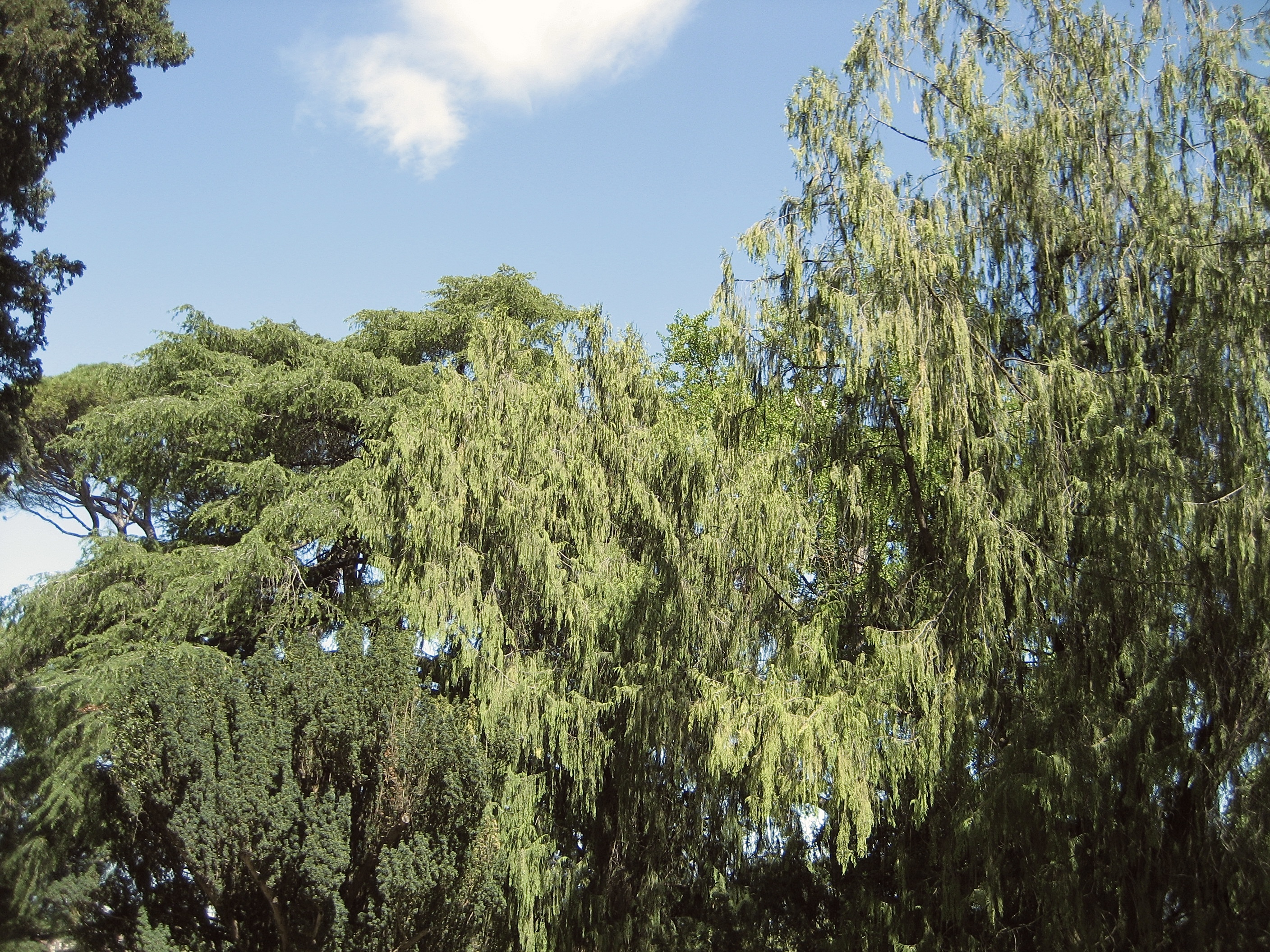 Willow trees against a spring sky